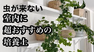 【観葉植物】虫が寄りつかない！おすすめ培養土と観葉植物の土の入れ替え