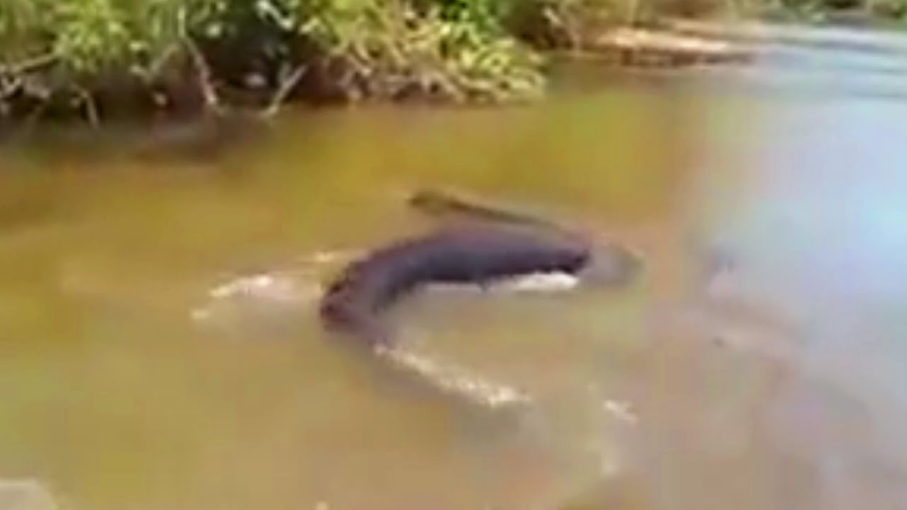 Giant Anaconda Snake Was Found In The Amazon River In Brazil Youtube