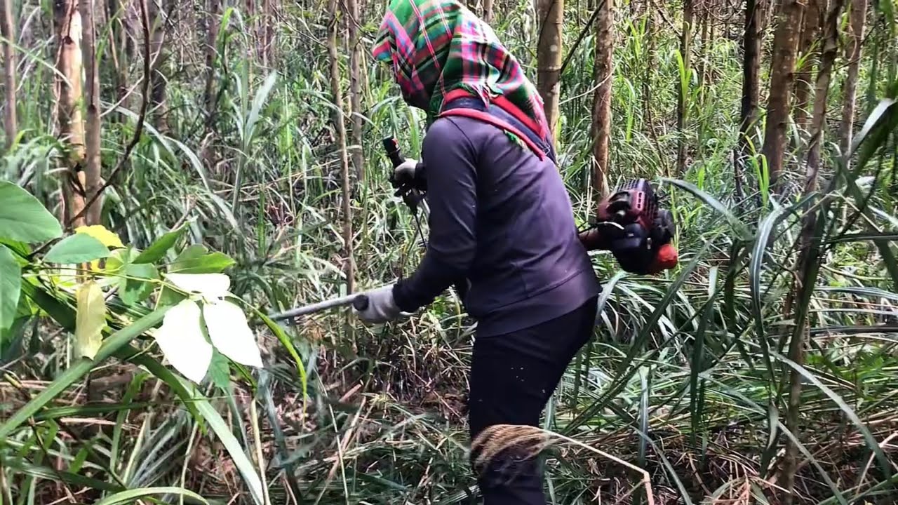 A Day in the Countryside: Couple Checking Rice Fields & Clearing Acacia Garden