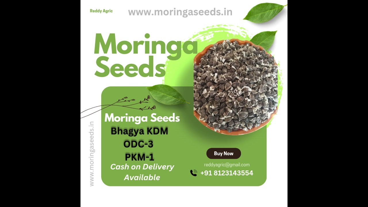 Moringa Seeds  ✔️ Drumstick seeds for plantation 