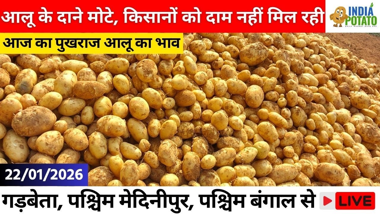 22/01/2026 : बंगाल की गड़बेता का आज का नया आलू का भाव | New Potato Price in Garbetha, West Bengal