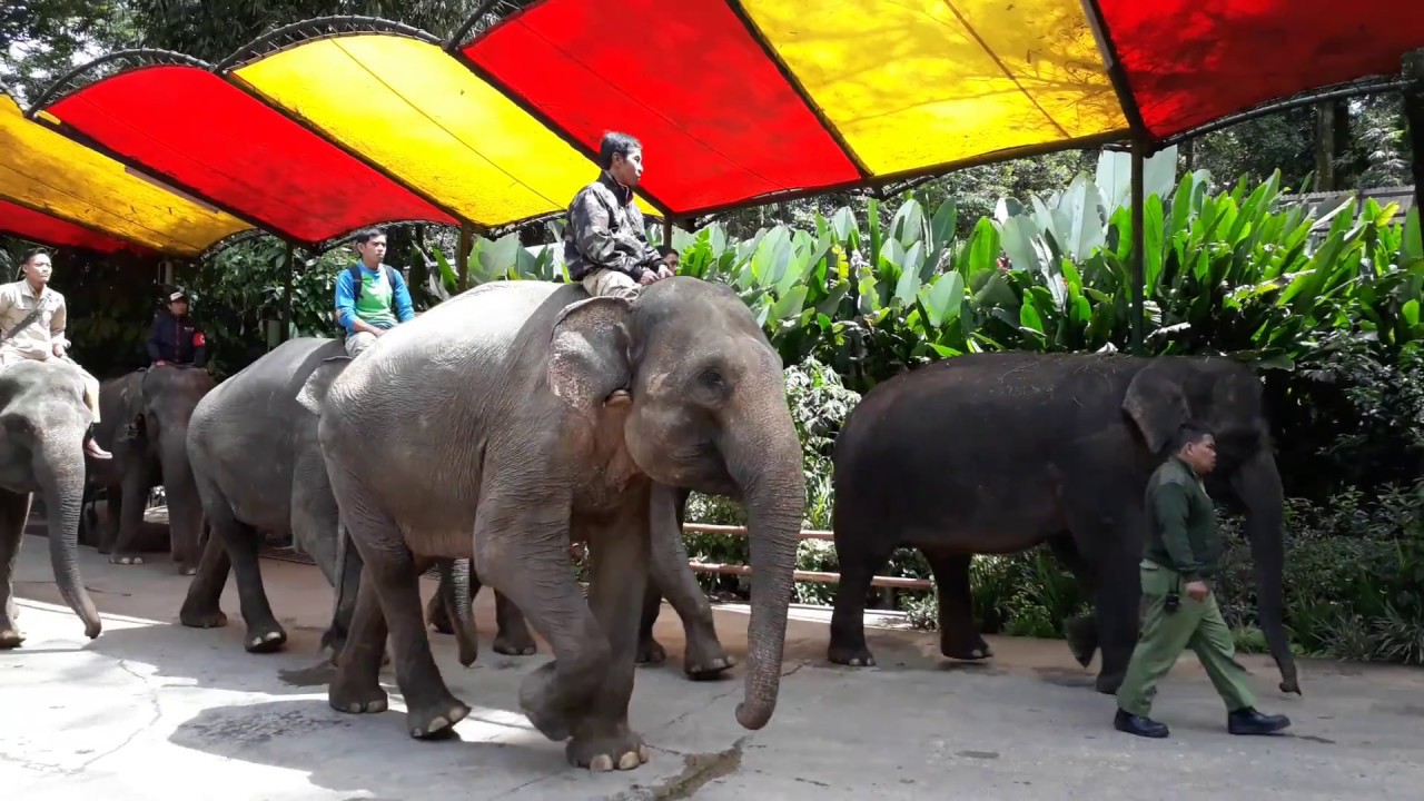 Elephant Ride Little Horses Naik Gajah Kuda Kecil Taman Safari Bogor Indonesia