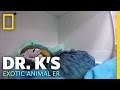 Baby Macaw on the Mend | Dr. K's Exotic Animal ER