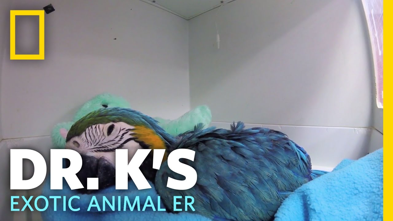 dr k exotic animal er season 5