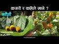      marethi  toothache plant  maruti  medicinal herbs of nepal jadibuti
