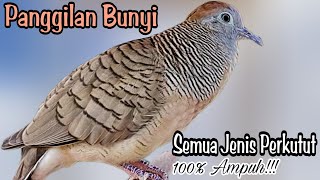 Download Lagu PANCINGAN PERKUTUT PANGGILAN BUNYI SEMUA JENIS PERKUTUT SEKALI PUTAR 100% BIKIN LANGSUNG NYAUT BUNYI MP3