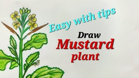 Draw Mustard plant easy, draw herb,draw edible Oil yielding plant for EVS # सरसों के पौधे का चित्र