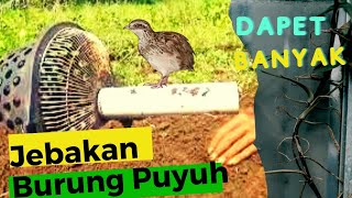 Bisa Dapet Banyak ! cara membuat jebakan burung puyuh - mk kreatif