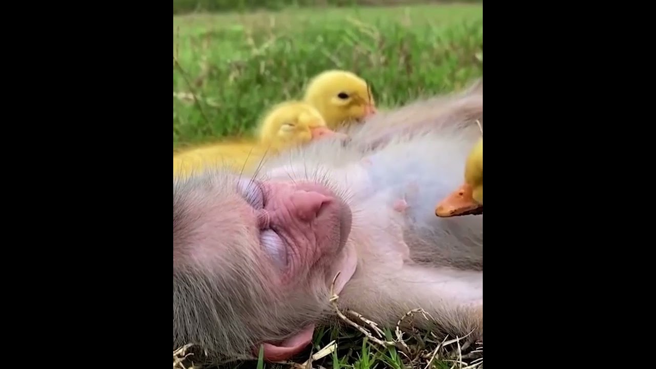 A group of dangerous ducks viciously attacked a monkey 