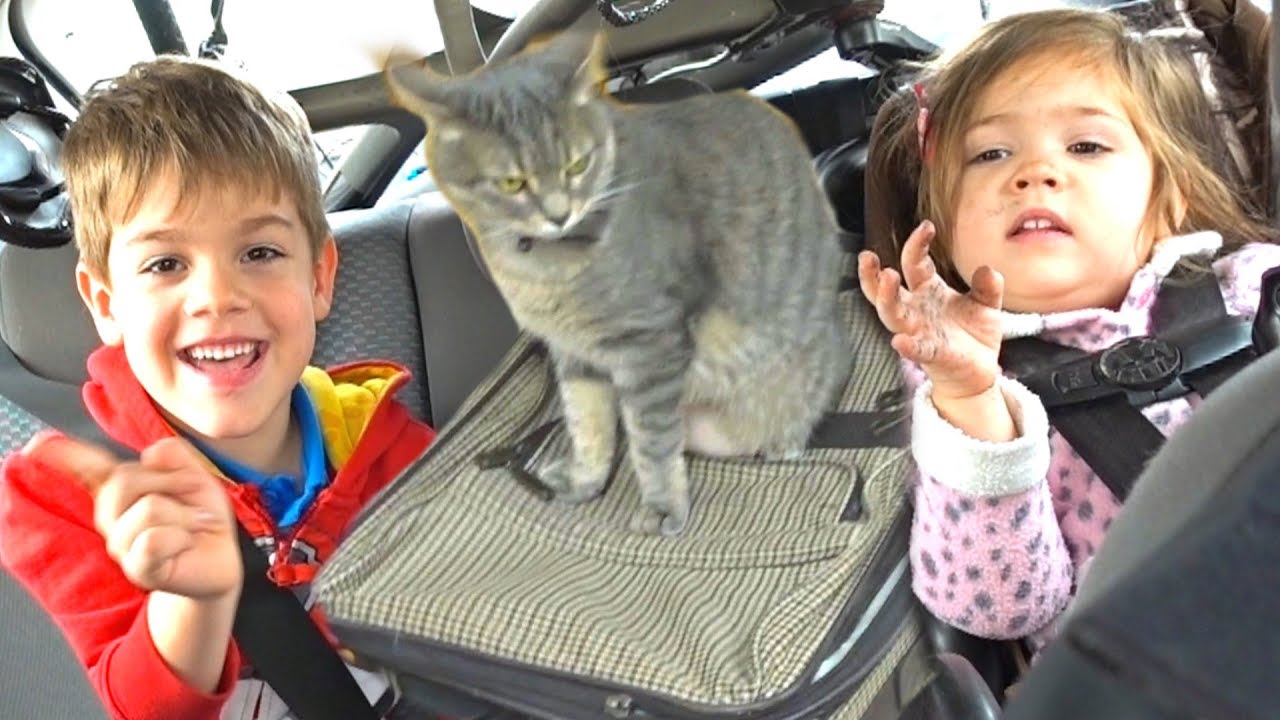 Our Cat is Moving To America