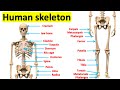 Human Skeleton Quiz