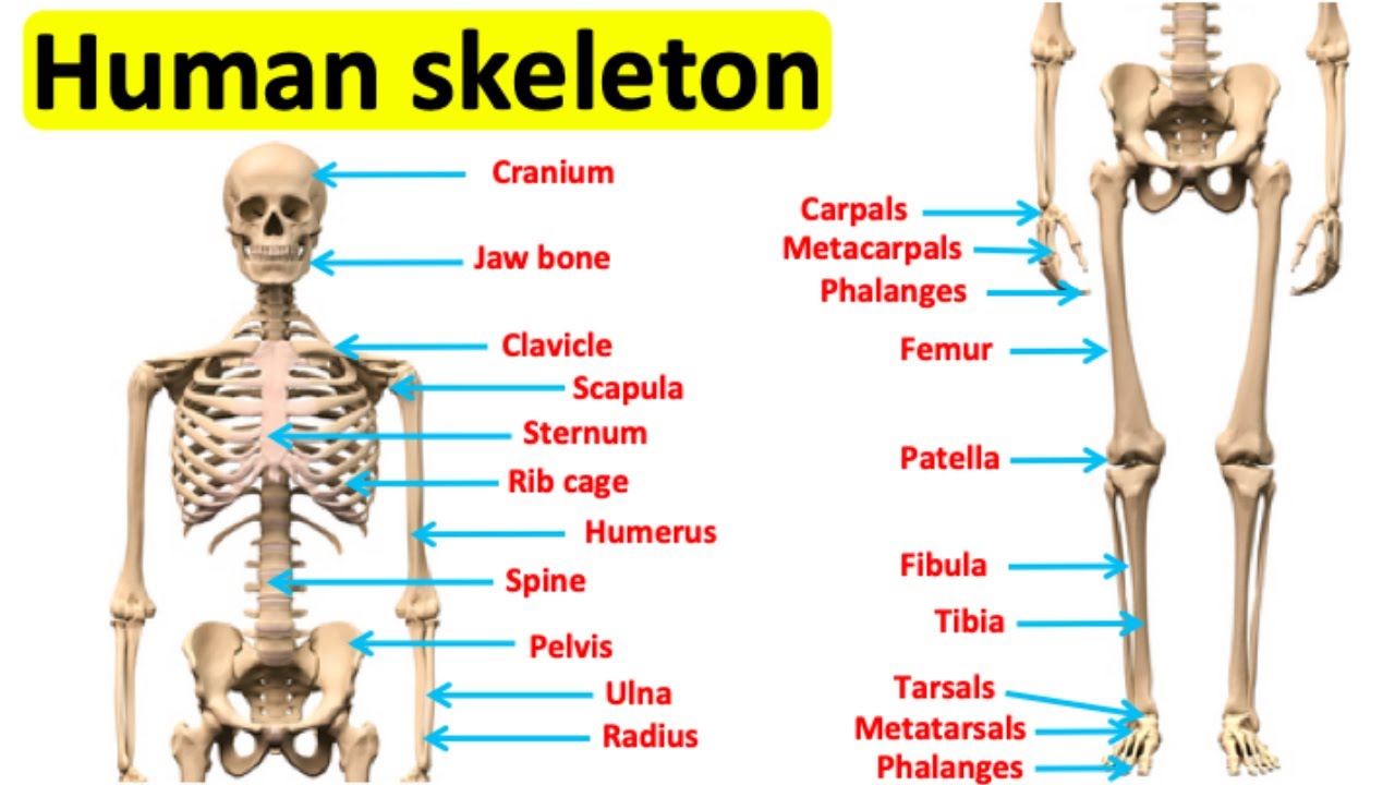 How many Bones are there in the Human body. Bones of Human body. Anatomy of Human Bones Funktion. All 206 Bones of the body in Latin.