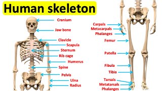 The skeletal system 🦴 | Bones of the human body