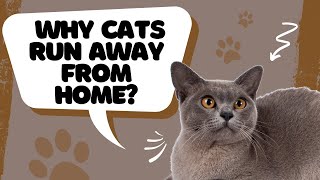 Shocking Revelations: Why Cats Run Away From Home by Adventurezoo 120 views 1 day ago 5 minutes, 51 seconds