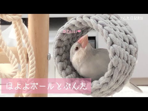 ほよよボールとぶんた【文鳥】