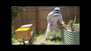 Varroa Destructor Mites Test