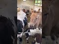 “This donkey has way too much personality 😂”#FunnyAnimals #DonkeyTok #AnimalComedy