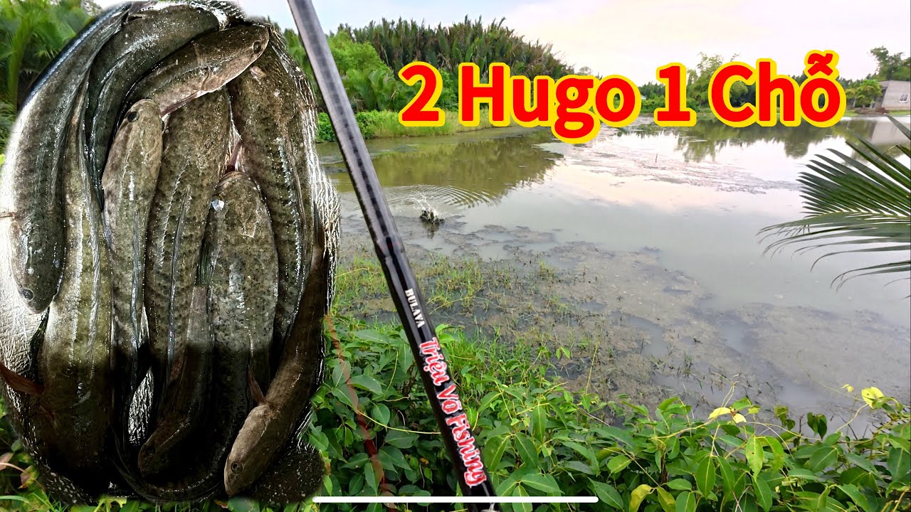 Câu Cá Lóc Tập 07✅ Khu Vực Tân Tập - Phước Lại ( ngày trở lại mạnh mẽ ).