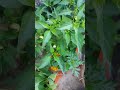 Summer vegetable plants you can add this season part 1 chillies summergardening