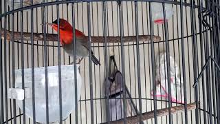 SUARA SEPAH RAJA GACOR , COCOK UNTUK ISIAN