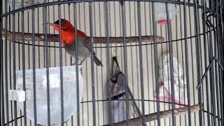 SUARA SEPAH RAJA GACOR ,  COCOK UNTUK ISIAN