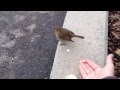 Making friends with a robin