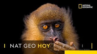 Joel Sartore fotografía a todas las especies del mundo para crear una 'Arca fotográfica' | Nat Geo Joel Sartore fotografía a todas las especies del mundo para crear una 'Arca fotográfica' | Nat Geo
