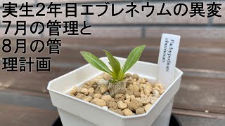 実生2年目の管理 エブレネウムの異変 7月の管理方法と8月の管理計画