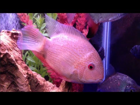 Golden Severum- Oscar - Monodactylus- 150 gall - fish tank Golden Severum- Oscar - Monodactylus- 150 gall - fish tank