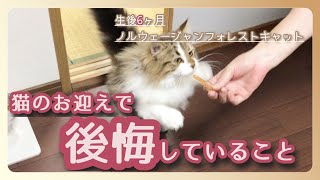 【ノルウェージャンフォレストキャット#25】3ヶ月経った今でも後悔していること【生後6ヶ月の猫と過ごす癒しの時間】