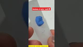 how to make Anatomy of molar tooth 🦷  #shorts #dentalskills #dentist