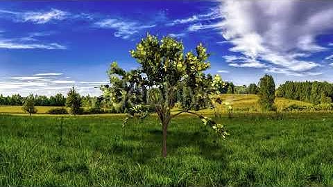 Looping Tree | Motion Graphics - Envato elements