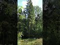 Felling big spruce