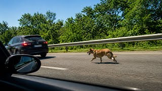 This Dog Chased a Car for Miles… So We Followed Her