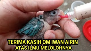 CARA MELOLOH ANAKAN LOVEBIRD ILMU DARI OM IWAN AIRIN