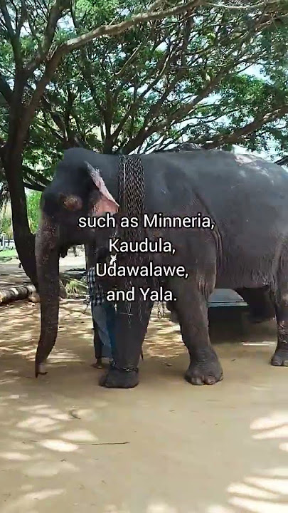 🐘 Sri Lanka Elephants – Majestic Giants of the Wild | Ayon Lanka Holidays