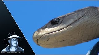 Black Mamba Basking In Tree 01 Footage