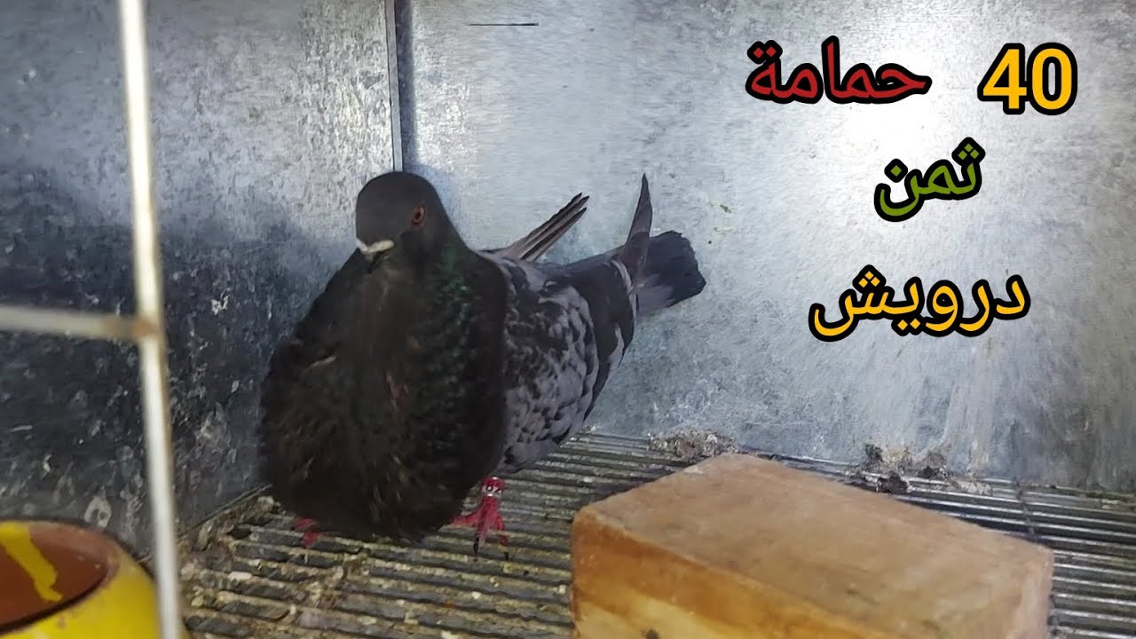 الجديد 40حمامة😍 سمع الثمن وحكم😱 كلشي غادي يتلوع لي عندو😇 ولي معندوش💯✅️