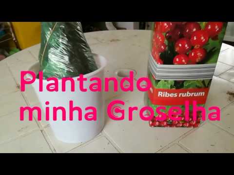 Vídeo: Plantas de tomate groselha - Variedades de tomate groselha para crescer no jardim