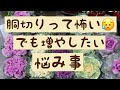 【多肉植物】胴切りで増やしたい 悩み事  #沖縄  #ガーデニング  #繁樹園