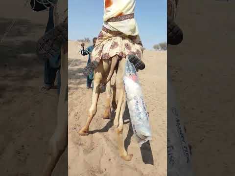 في س ه ر فتاة تجلس على السرير وتظهر خلفها قطعة جميلة معل قة في مشهد لافت 