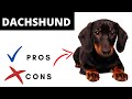 Dachshund Pros And Cons | The Good AND The Bad!!