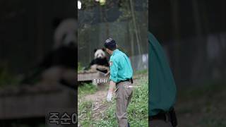 죽순? 대나무? 송바오님과 아이바오의 티키타카
