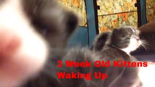 3 Week Old Kittens Waking Up
We foster cats for Clear Creek Cat Rescue and these are our current kittens. In this video, they are about 3 weeks old. There are seven kittens in this litter and all are black and white. Mom is a seal point snowshoe, so they look nothing like her. These kittens have all been adopted and most have been placed with their families already. Mom should be ready for adoption in January.
Im sharing this video because we have incorporated care for these kittens into our homeschool routine, and we use ABA principles when helping to socialize the cats and kittens we foster.
Clear Creek Cat Rescue: http://clearcreekcatrescue.org/
#kittens
#3weekoldkittens
#blackkittens
Fostering Cats Playlist: https://www.youtube.com/playlist?list=PLMthjh99YNlgKzJpqWidFmWmSuHMtiUeo
Homeschooling Playlist: https://www.youtube.com/playlist?list=PLMthjh99YNljlIvMegP1NrZ3qLDx9x3hk
Parenting Playlist: https://www.youtube.com/playlist?list=PLMthjh99YNljw4zb5tub5VRA0MiVeg9KT
ABA in Homeschool: https://www.youtube.com/playlist?list=PLMthjh99YNliL1_Nx0Do2_0 38fMD7kY
Homeschool Week by Week: https://www.youtube.com/playlist?list=PLMthjh99YNlgD1ptIZpKugJjYLTZkClRt
Hi! This is Rachel with Good Behavior Beginnings. We have started our homeschool journey due to the 2020 pandemic. I am using my skills as a behavior analyst to help guide our homeschool. Join us for lessons learned, successful strategies, and how we’re applying ABA to homeschooling.
Disclaimer: The information on my channel is not intended as expert advice. Views expressed here are my opinion and what I have learned and experienced personally. Viewers are encouraged to inform themselves thoroughly and find all points of view that apply to them. Unless indicated otherwise, I am not sponsored by anyone to endorse nor critique any products. All comments, opinions, and views are my own.
#goodbehaviorbeginnings #homeschoolinalaska 3 Week Old Kittens Waking Up
