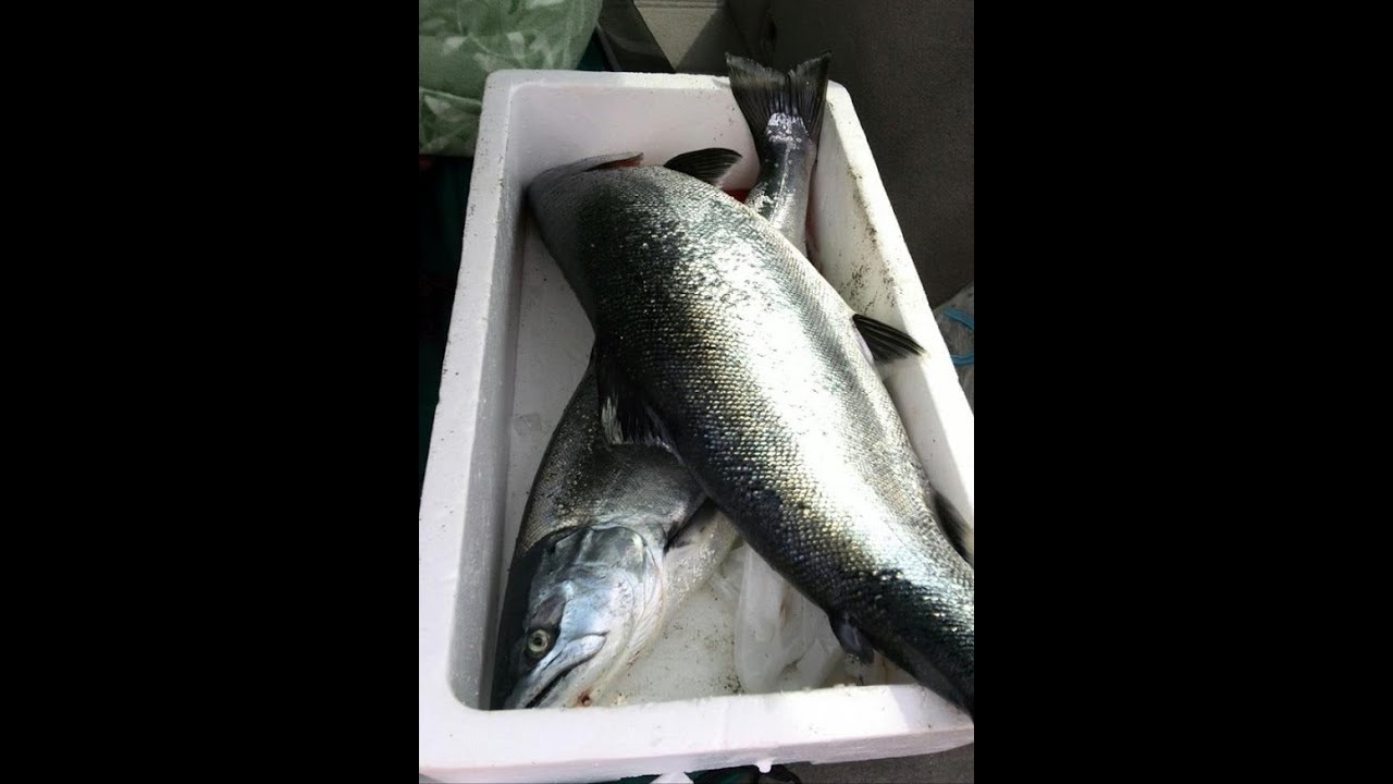 サクラマスのバケ釣り【電動】