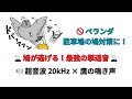 最強の鳩撃退音 1時間【超音波モスキート音×鷹の鳴き声】効果抜群の害鳥対策!
