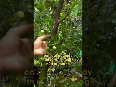 Video Cây Táo tàu còn gọi Đại Táo hay Hồng Táo loại cây cho... - youtube