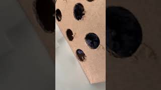 intro to the seed dispersal experiment