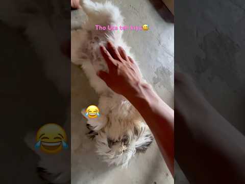 #comedy #shitzu  #shitzupuppies