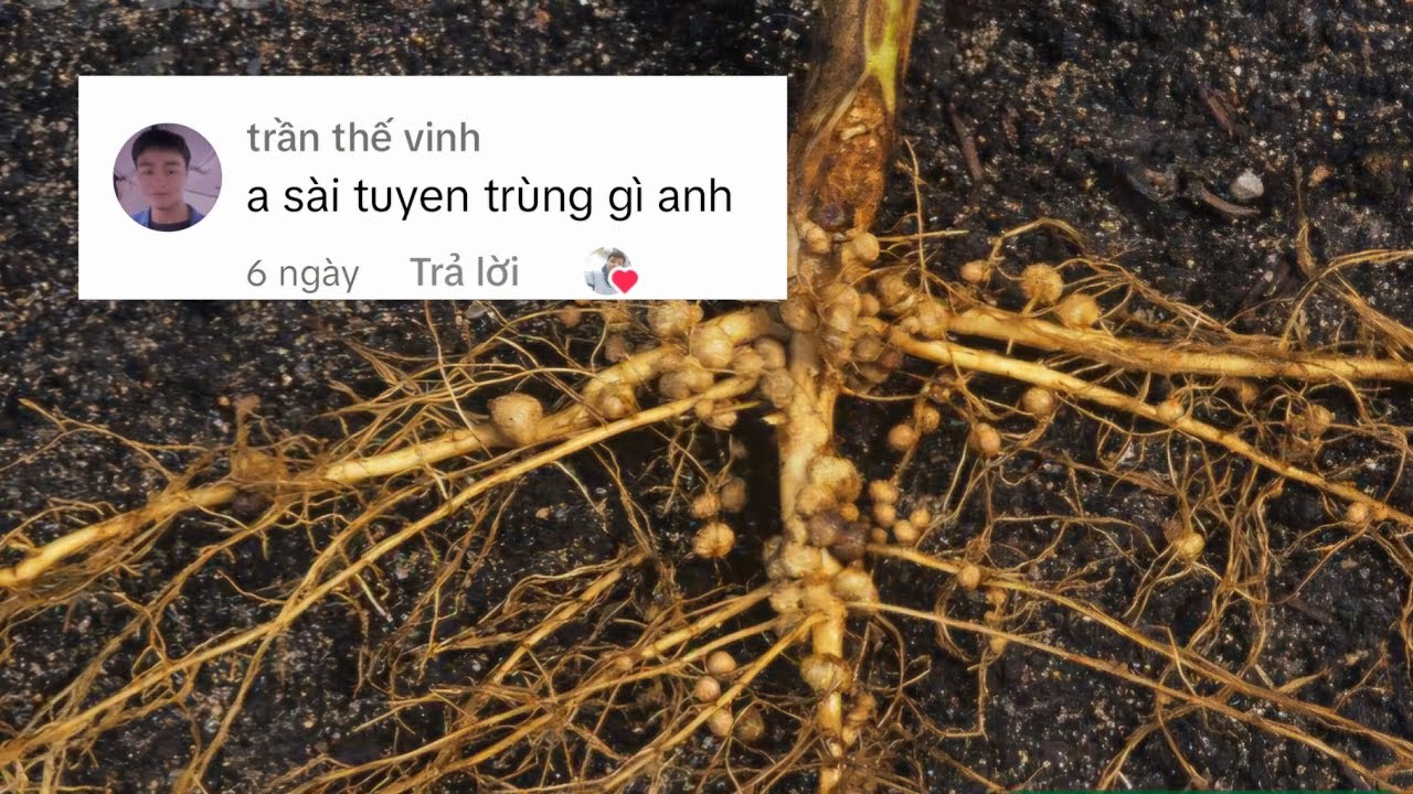 tuyến trùng rễ dùng thuốc gì hiệu quả ? #nôngnghiệphay #farming #bvtv # ...